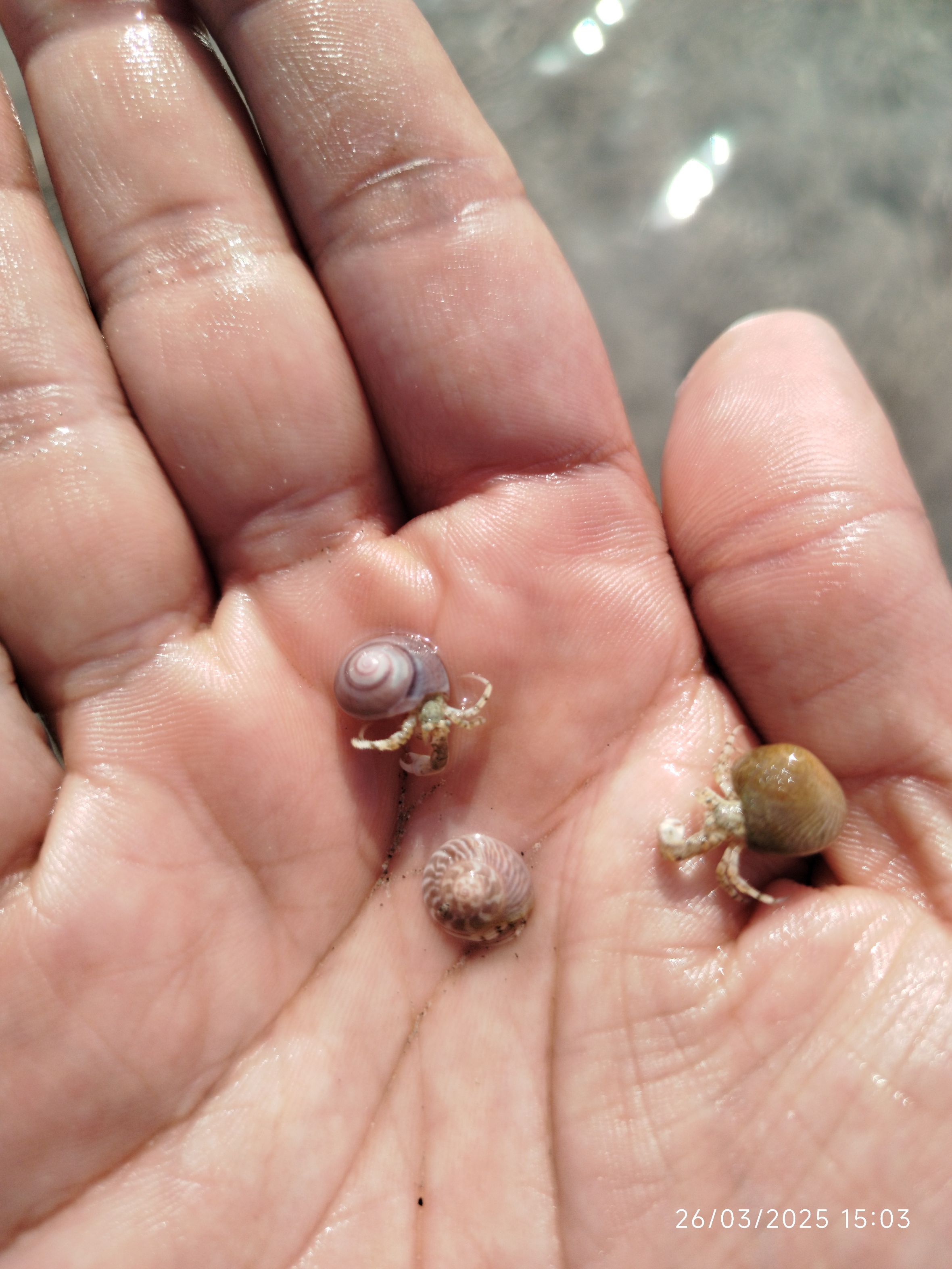 Hermit Crab