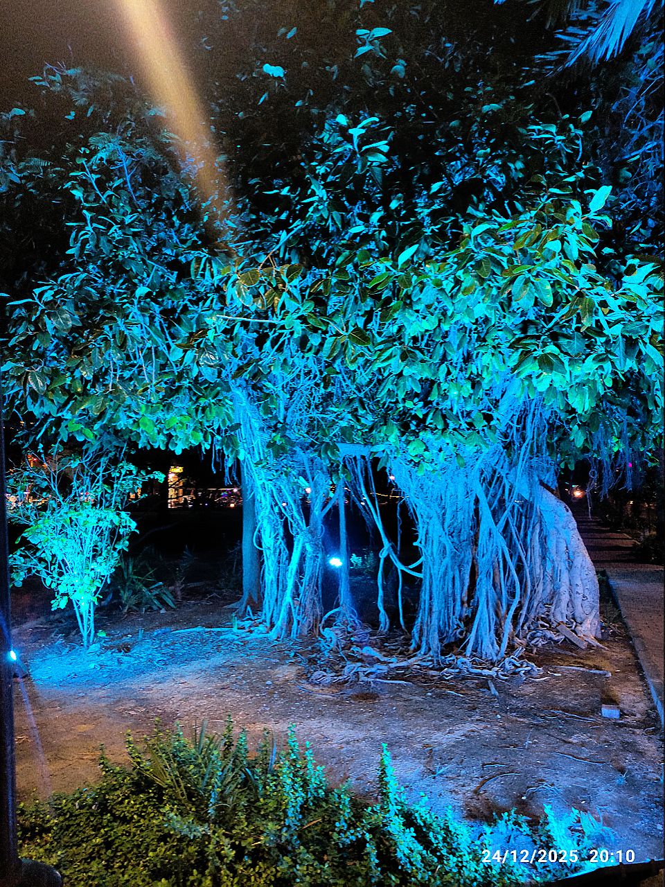 درخت لوور